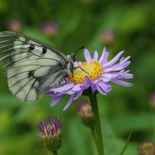 Clouded Apollo on Aster